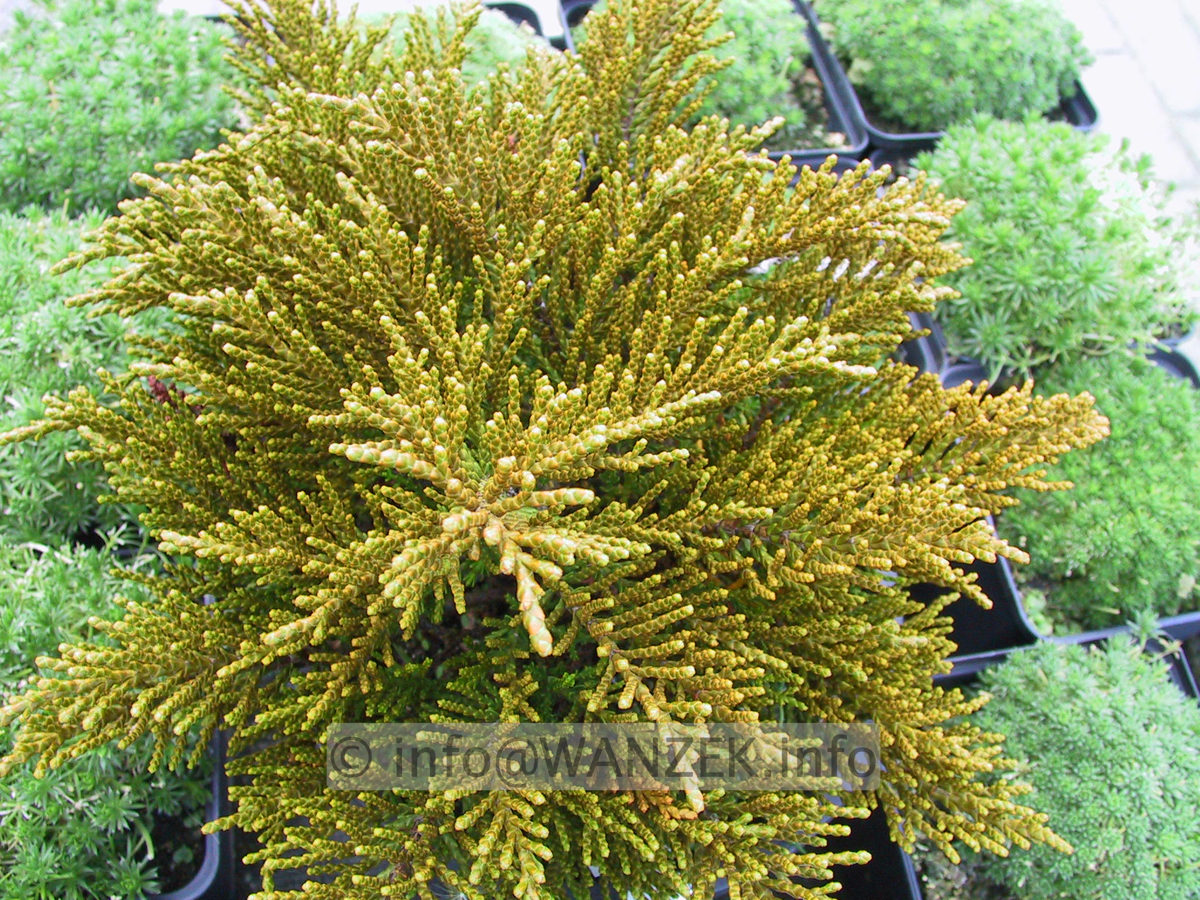 Hebe ochracea (armstrongii) James Stirling.JPG